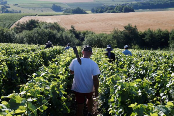 Champagne of the month: Drappier